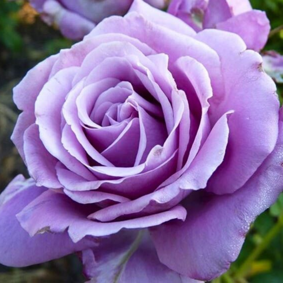 Роза чайно-гибридная Mainzer Fastnacht