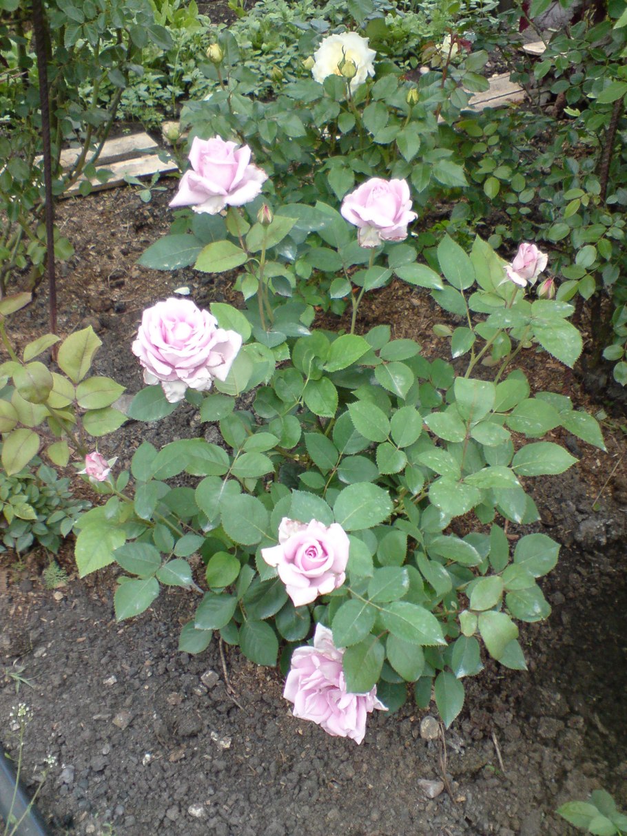 Роза шарль де голль