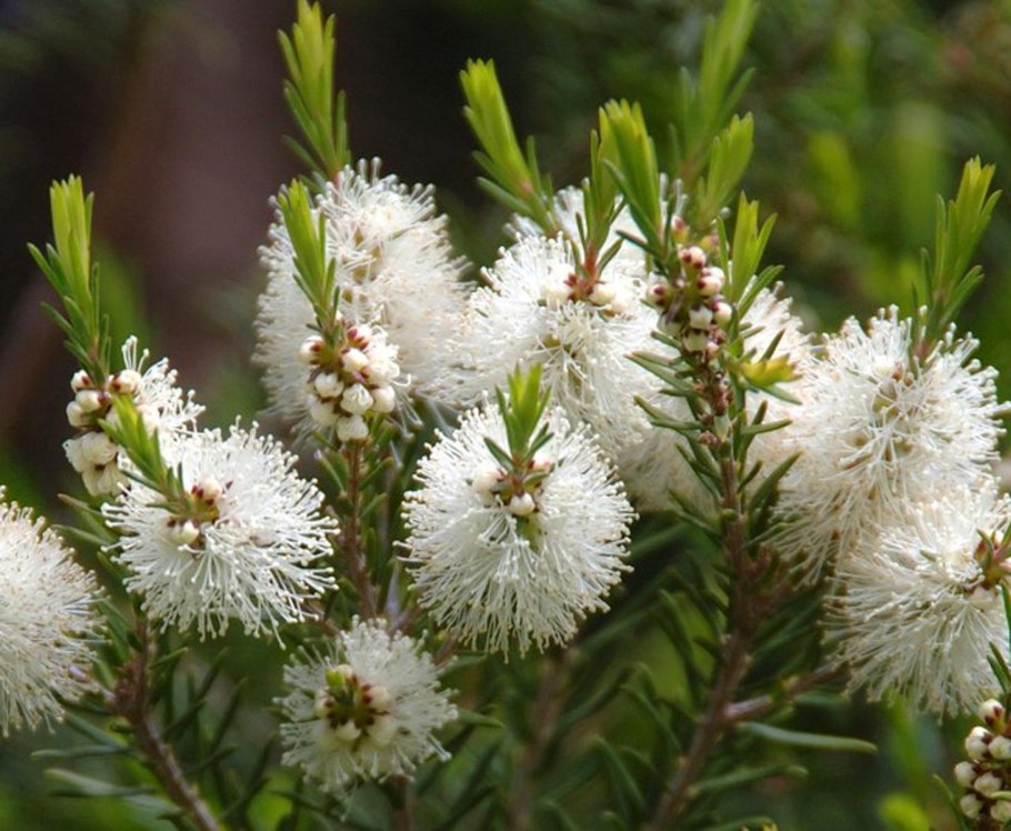Чайное дерево Melaleuca alternifolia