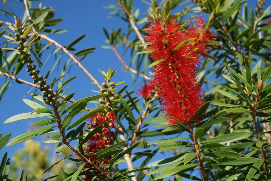 Найоли (Melaleuca viridiflora)