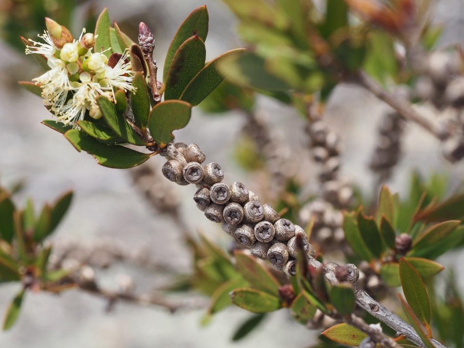 Tuberolachnus salignus