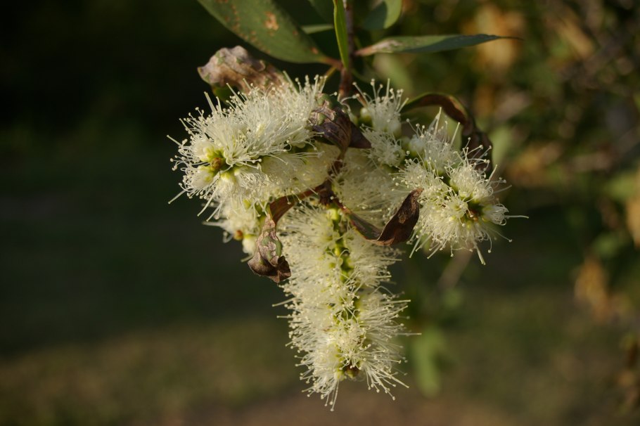 Melaleuca ericifolia