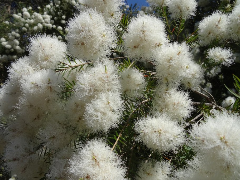 Мелалеука Алтернифолиа