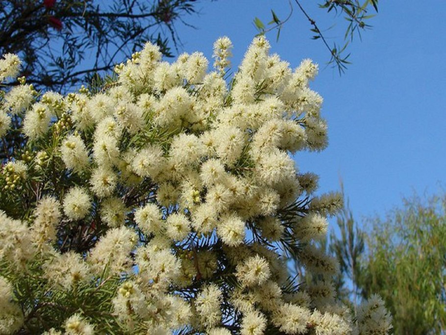 Melaleuca alternifolia