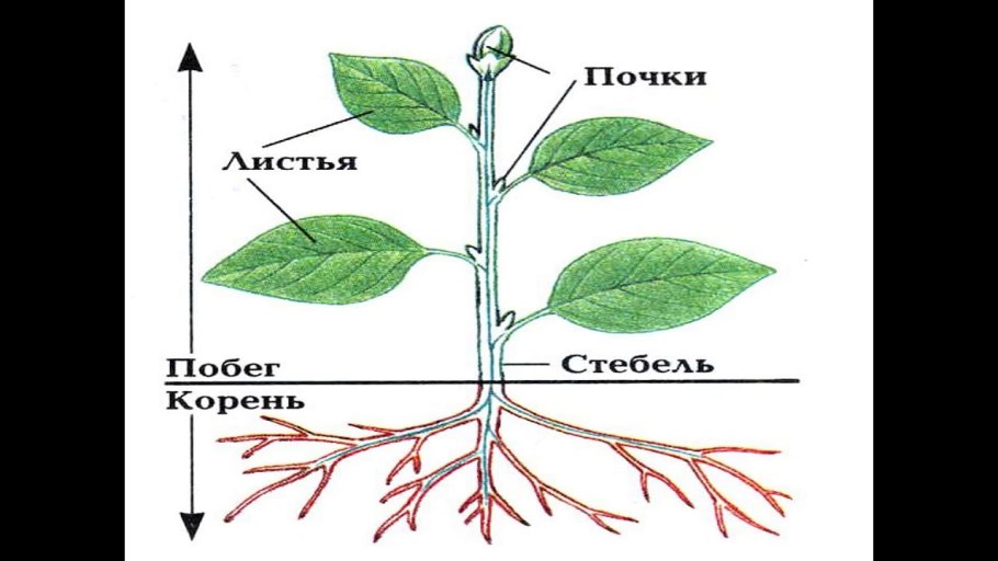 Строение побега цветкового растения схема