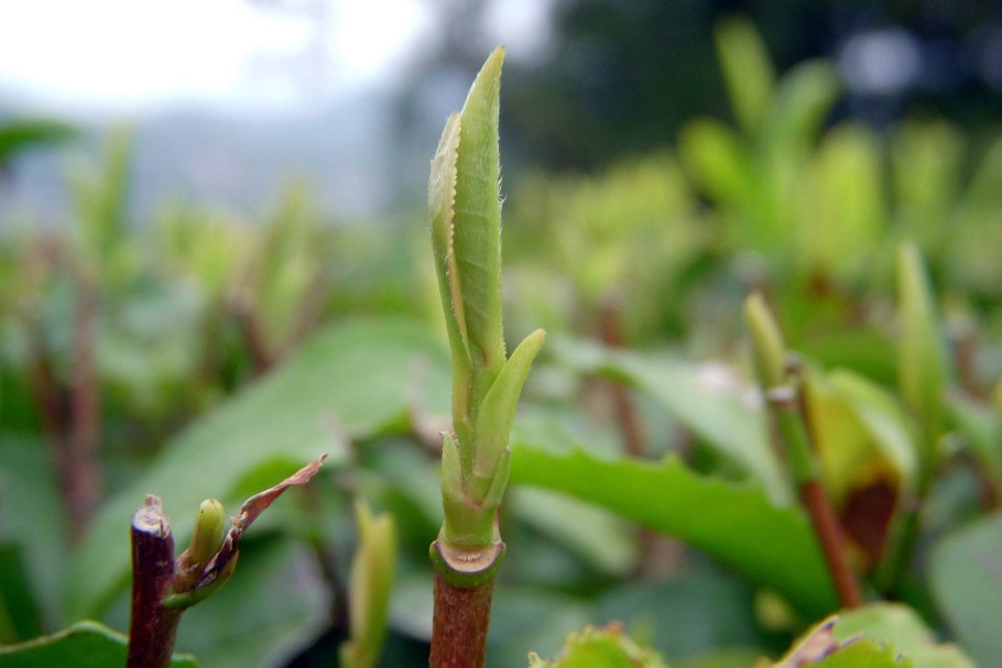 Стебель растения