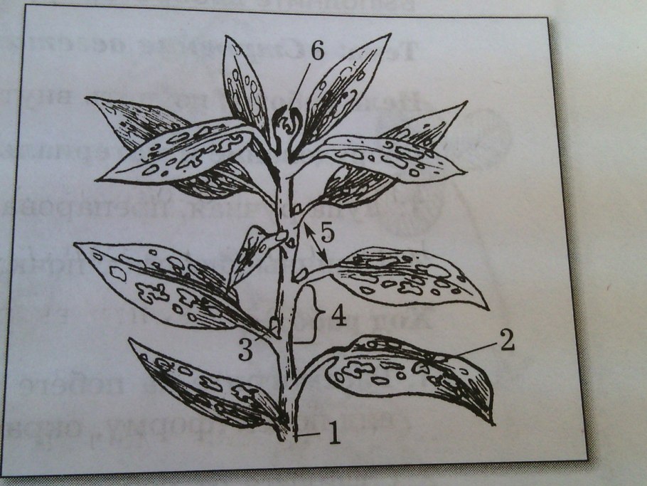 Строение годичного побега