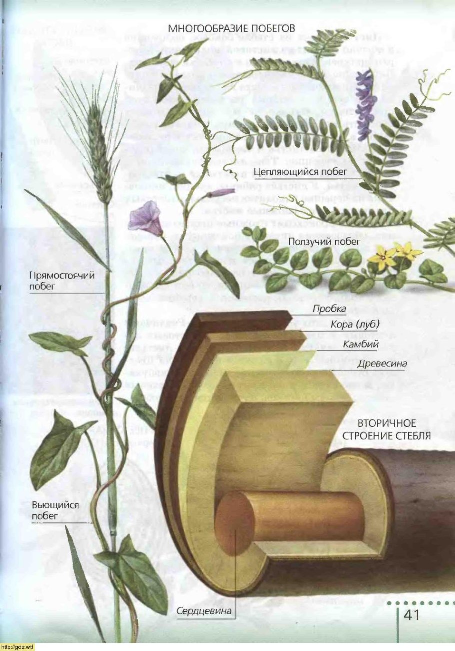 Побег тополя в безлистном состоянии