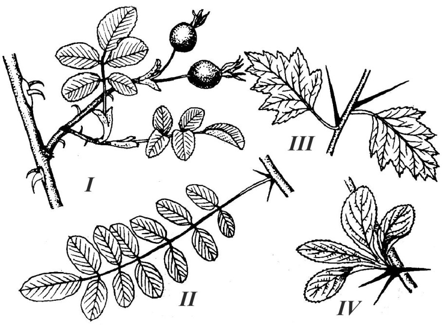 Колючки барбариса и боярышника