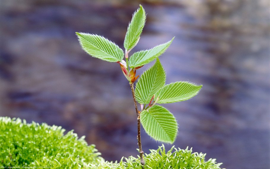 Строение побега вишни