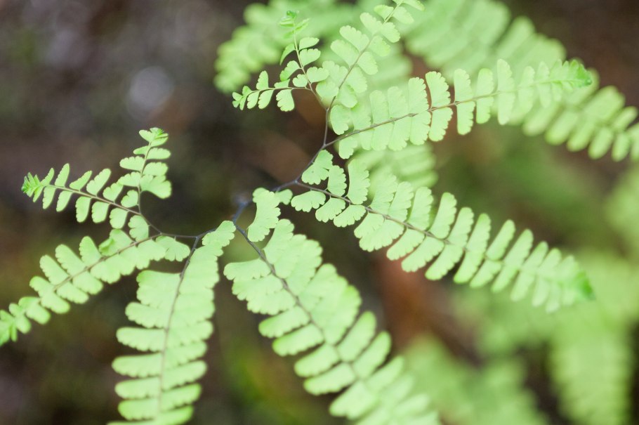 Папоротник Королевский синий