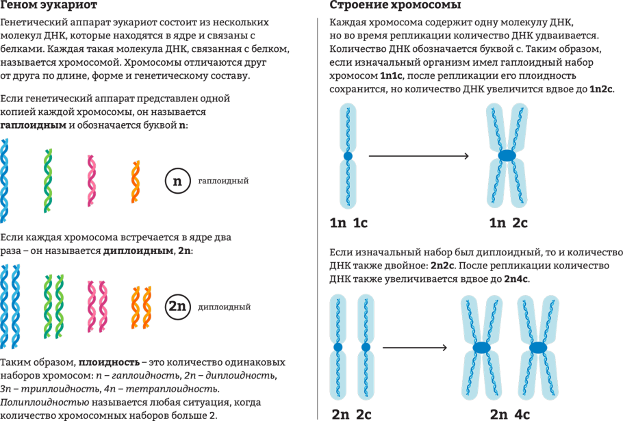 Адиантум мелковолосистый
