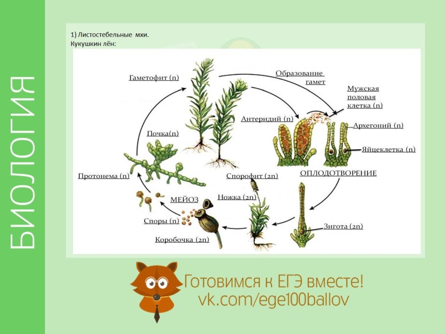 Размножение мха Кукушкин лен цикл развития