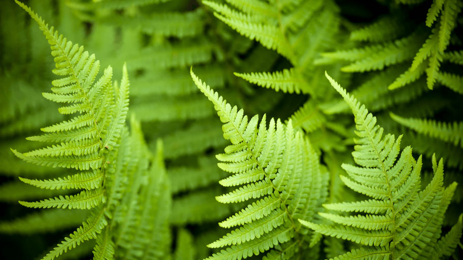 Хромосомы папоротника