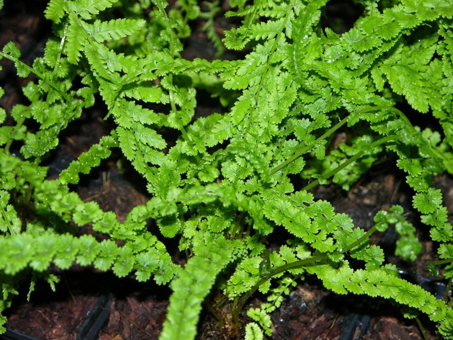 Athyrium spicatum