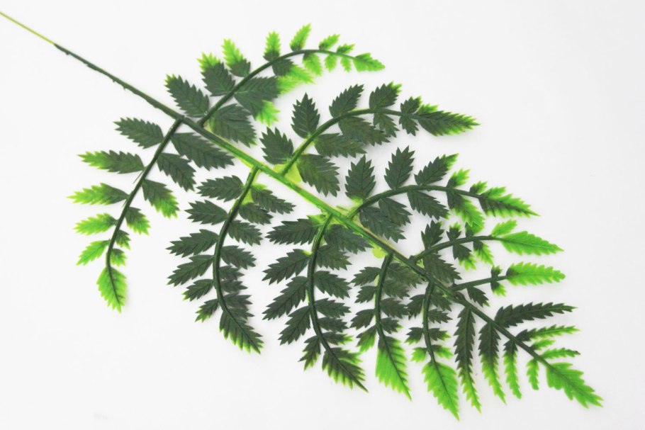 Папоротник Вудсия