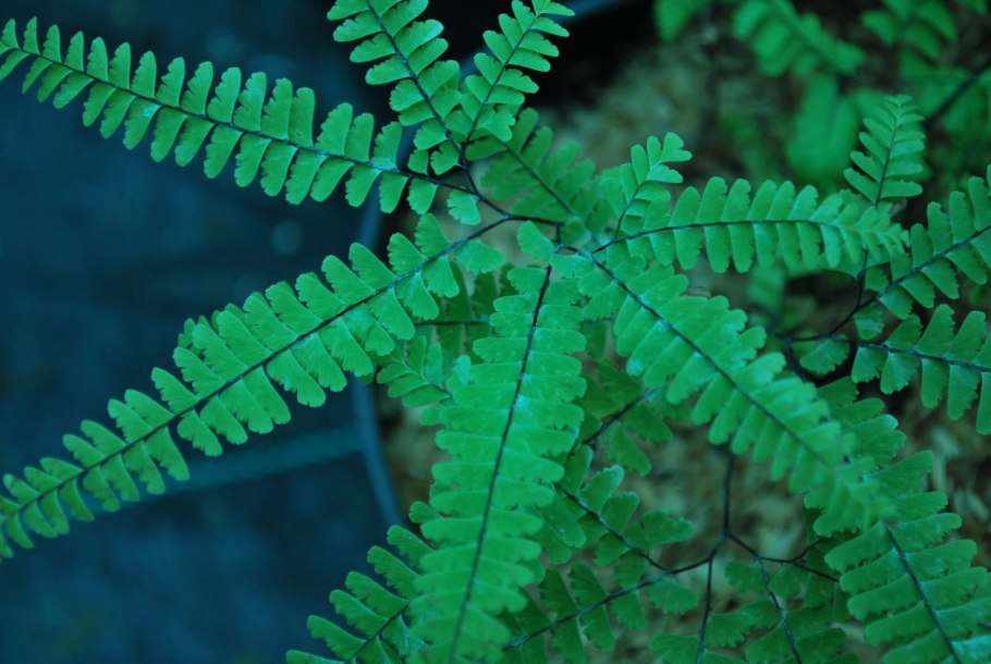 Нефролепис папоротник лес