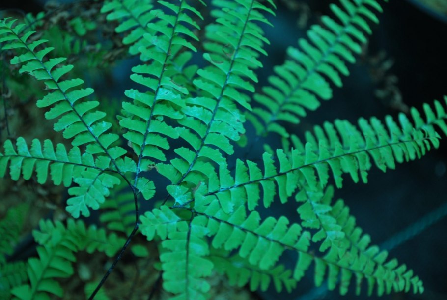 Листья папоротника тень