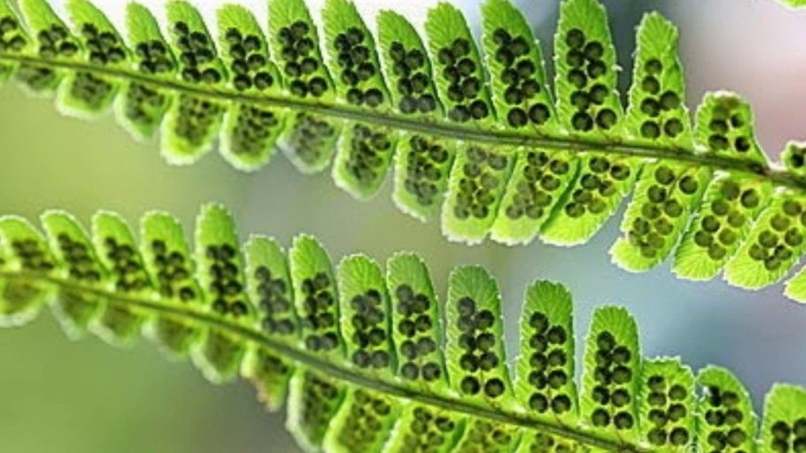 Буковник папоротник