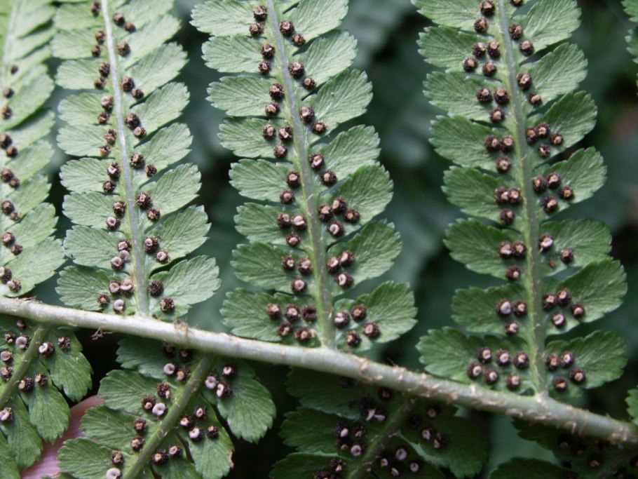 Кариотип Карелия де Ланге