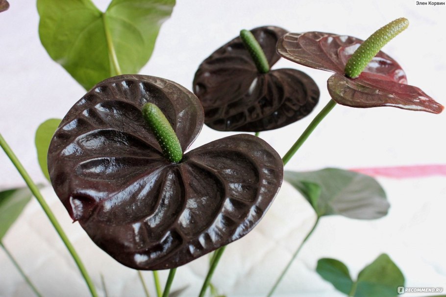 Антуриум Блэк Бьюти