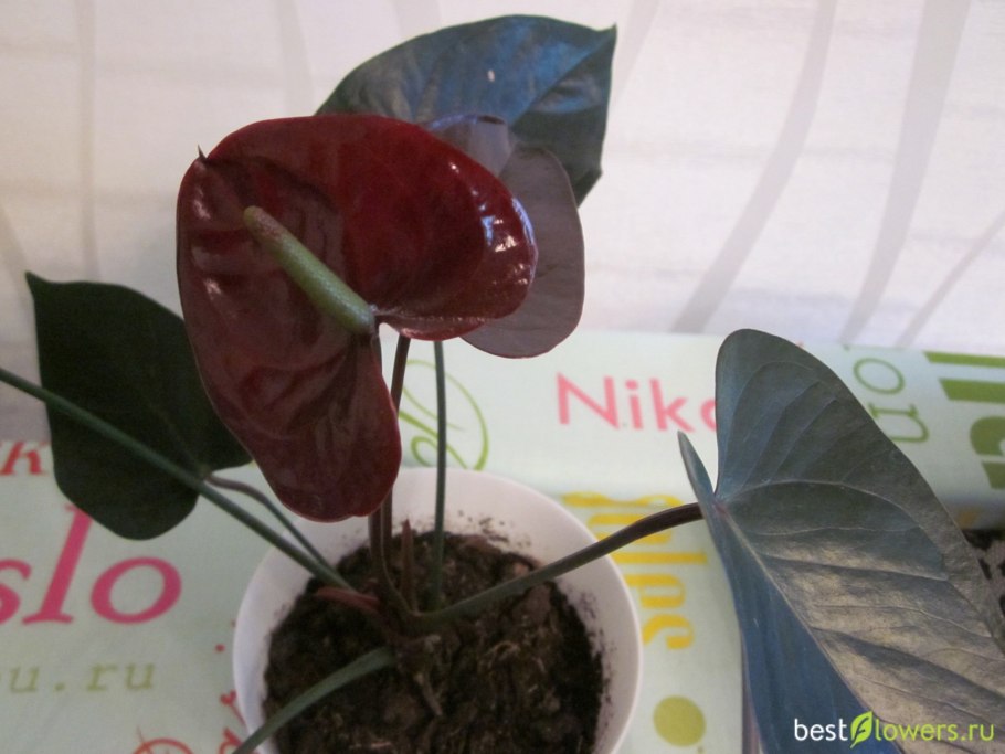 Антуриум Black Beauty