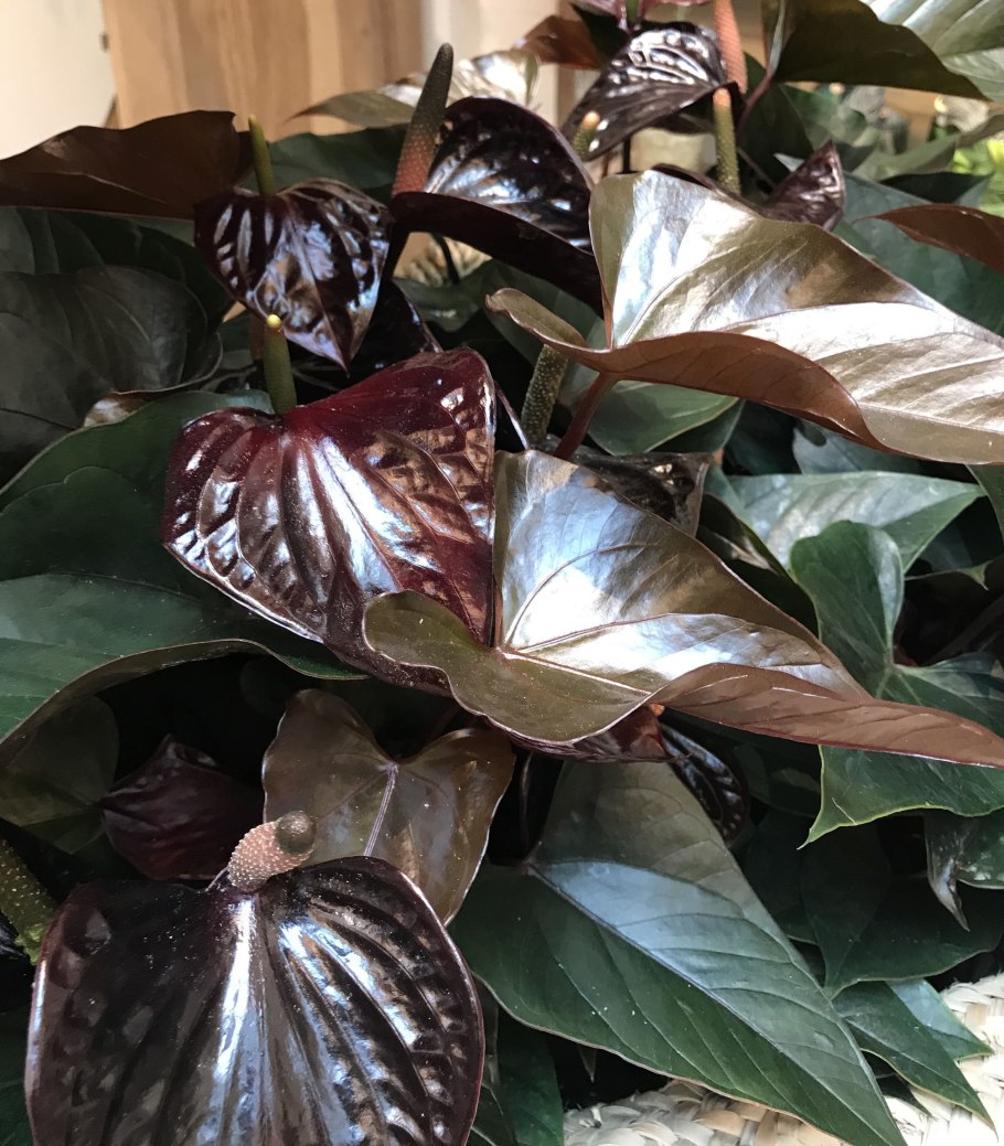 Антуриум Блэк Виннер