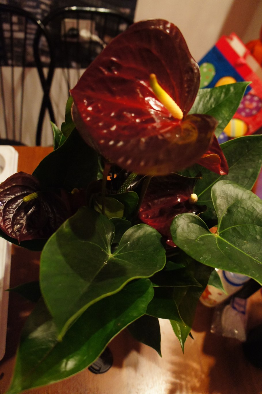 Антуриум Блэк Квин