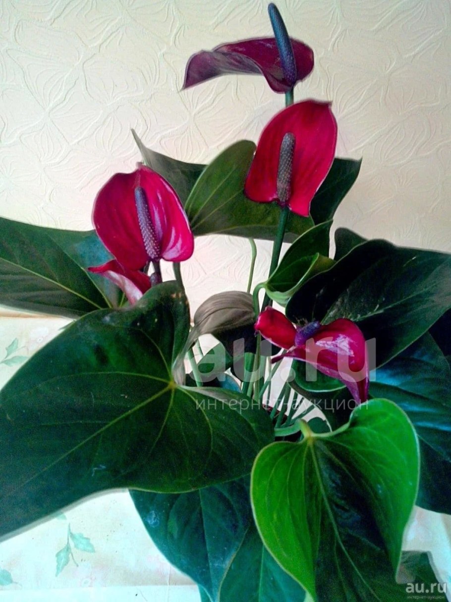 Антуриум Блэк лав