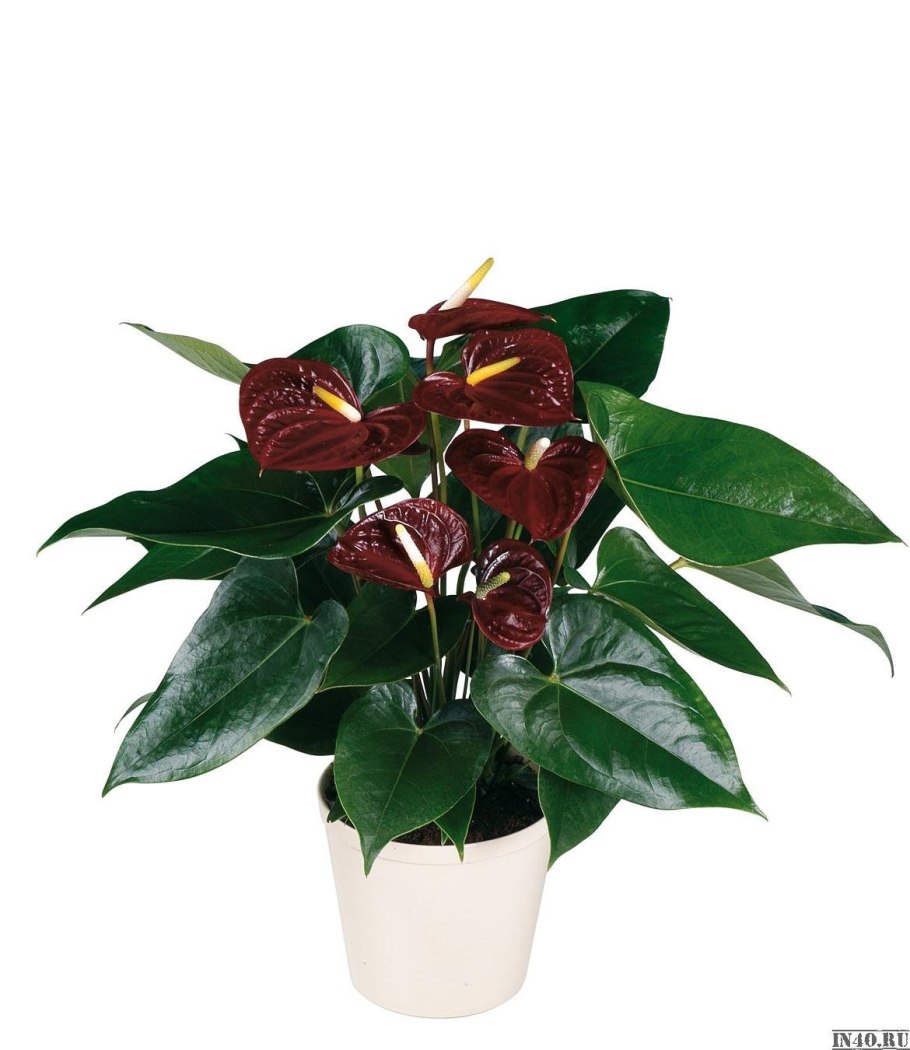 Антуриум Адиос шоколад