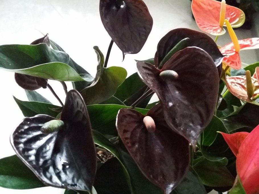 Антуриум Андре