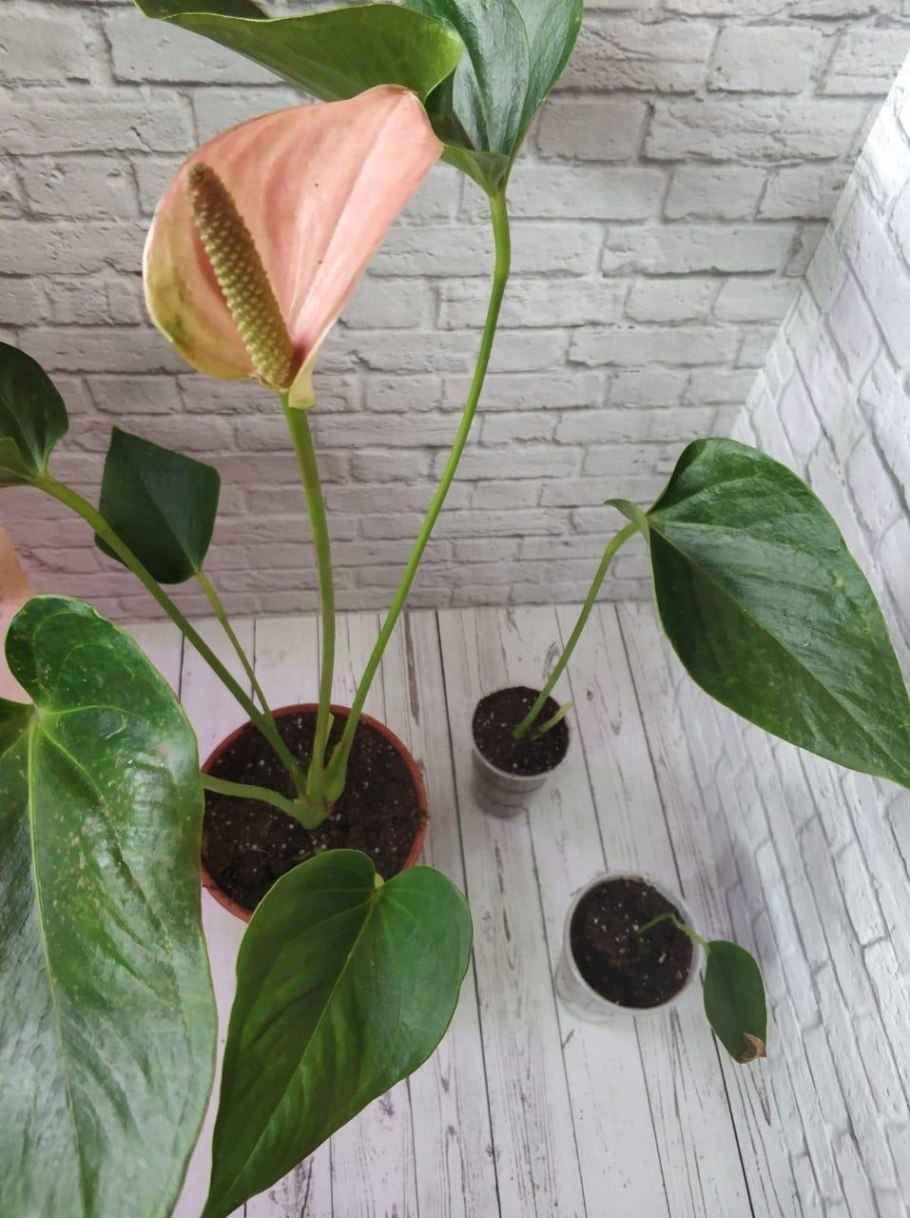 Антуриум Black Queen