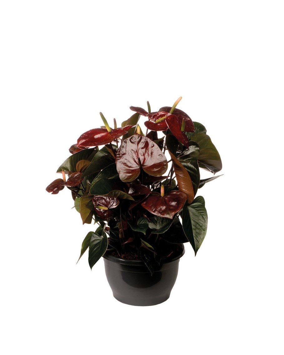 Антуриум черная Королева