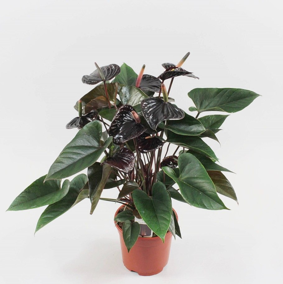 Антуриум черная Королева