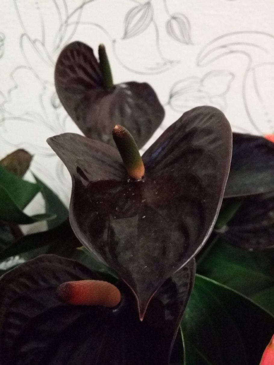 Антуриум Пинк Кинг