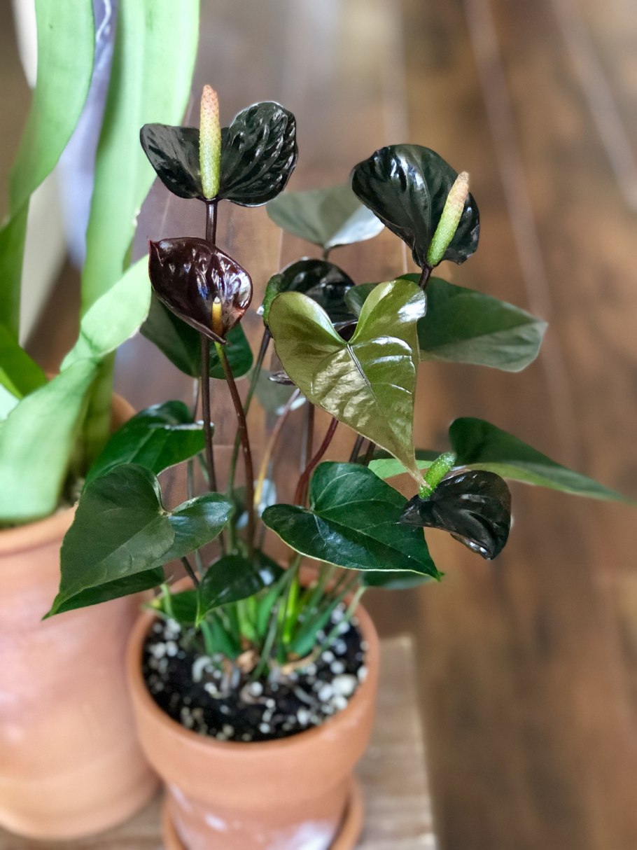 Антуриум Мичиган