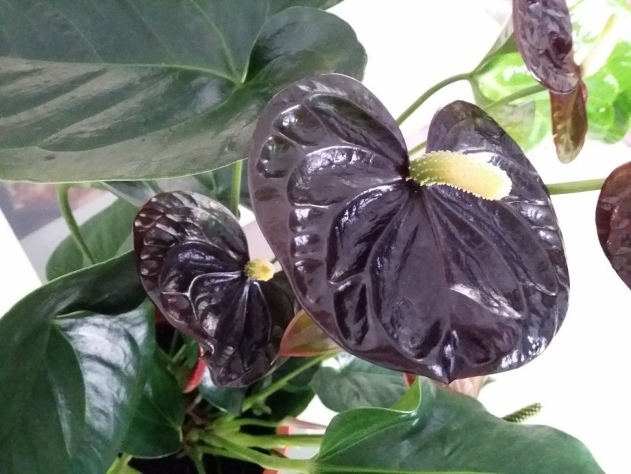 Антуриум Блэк Квин