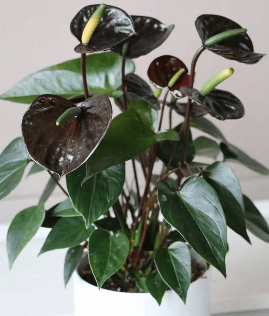 Антуриум Блэк Виннер