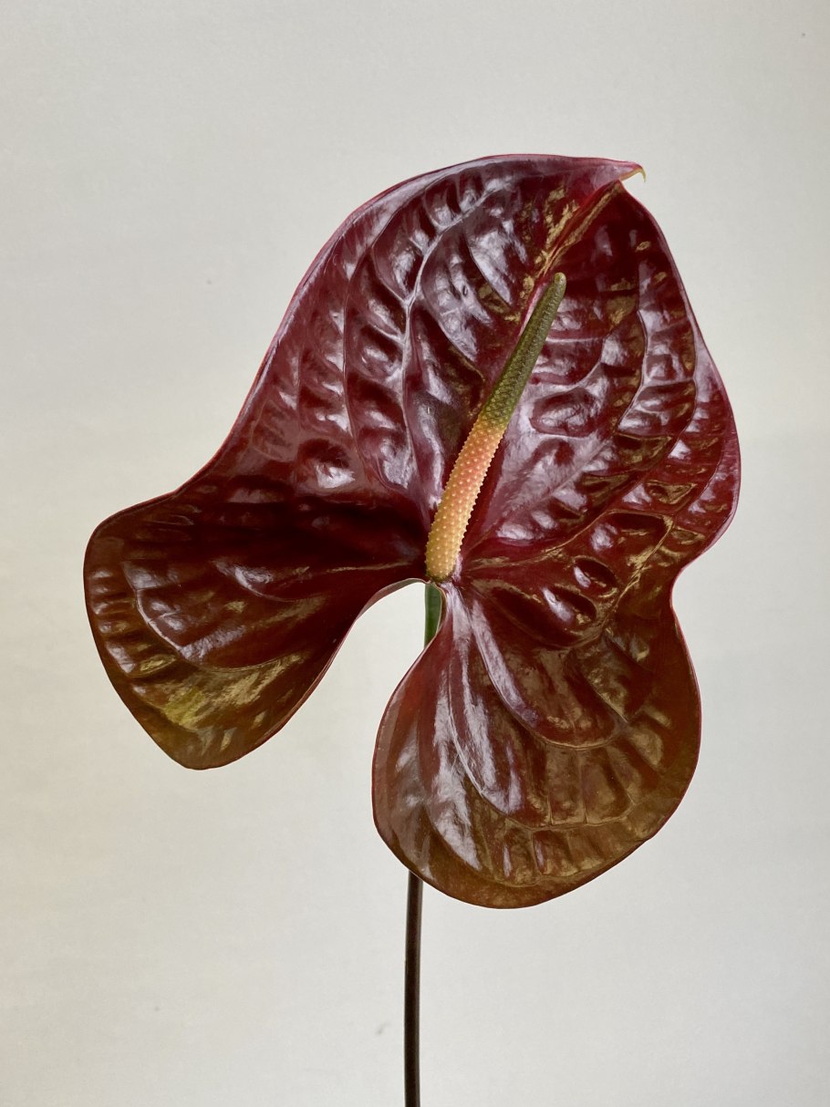 Антуриум Блэк Кинг