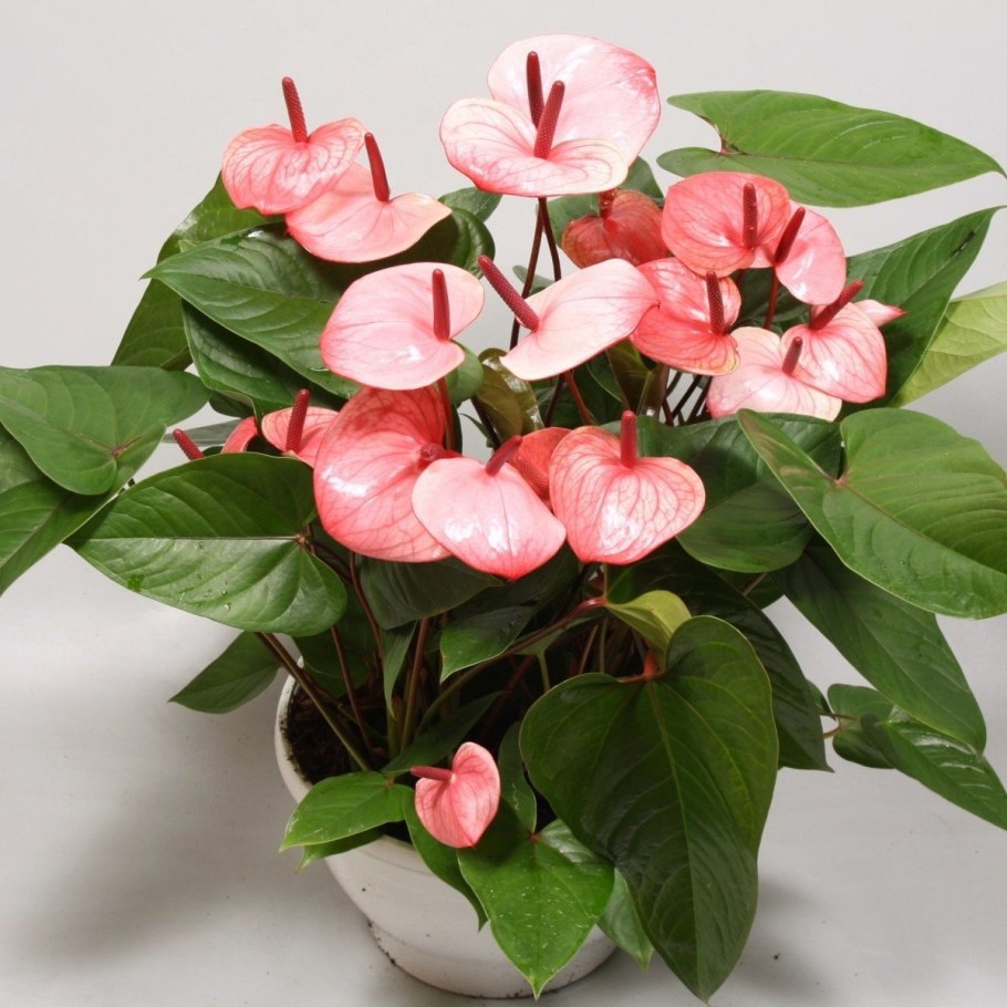 Антуриум Блэк Бьюти