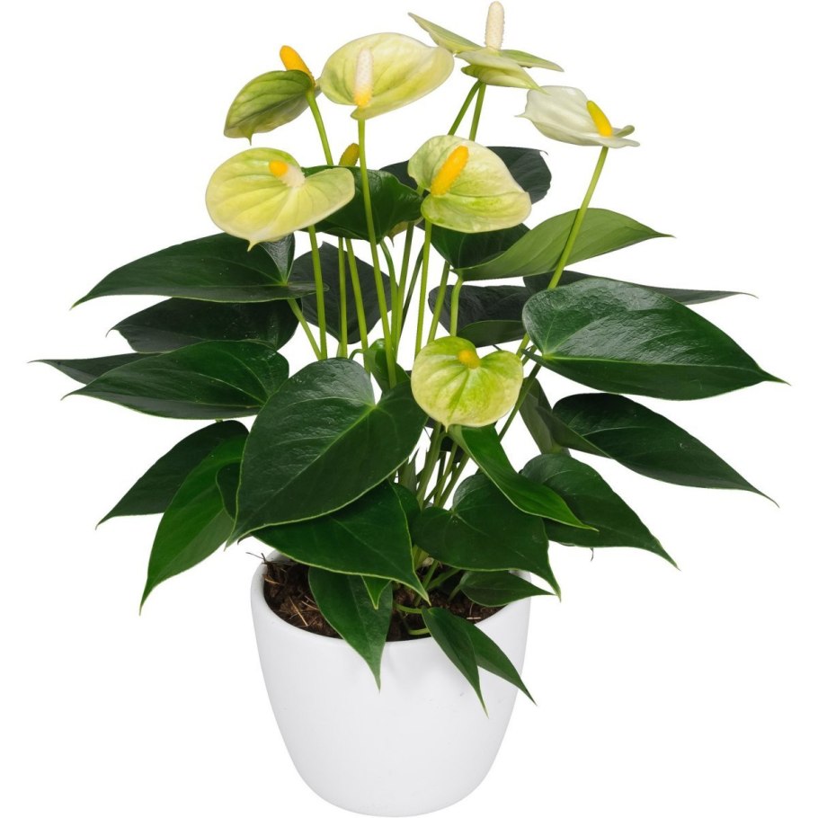 Антуриум черная любовь