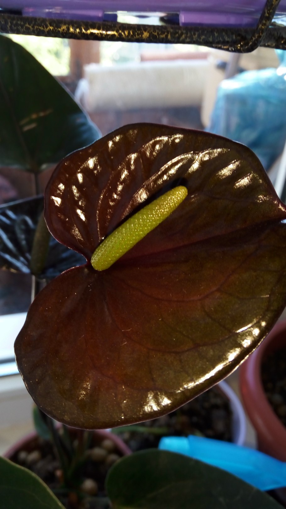 Антуриум Блэк лав