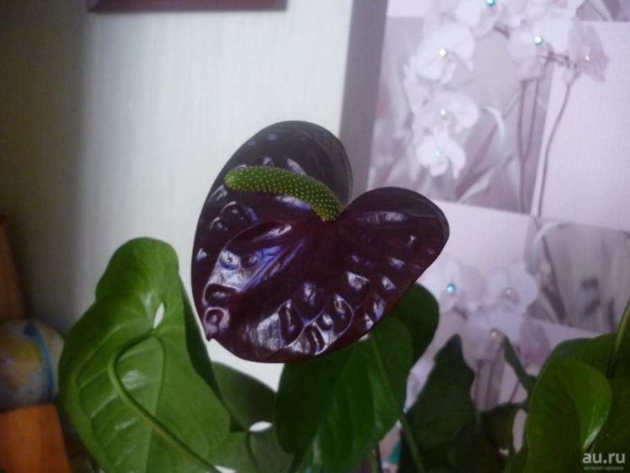 Антуриум черный принц и черная Королева