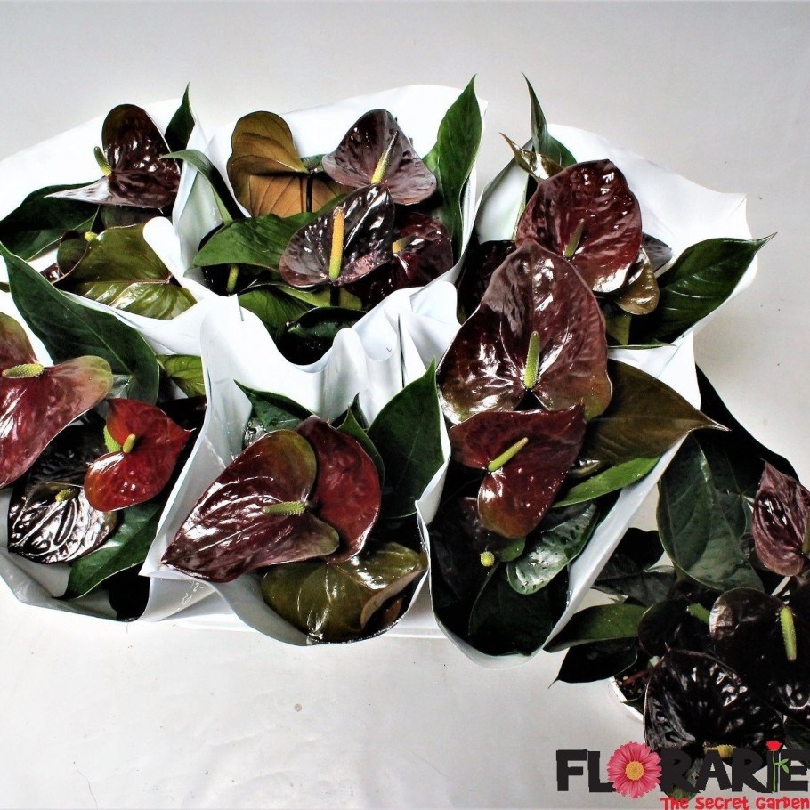 Антуриум карма Блэк