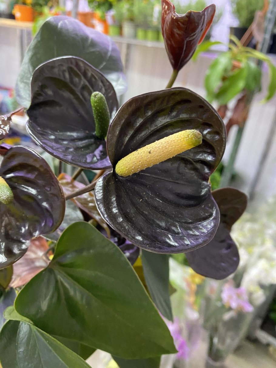 Антуриум Саксесс ред