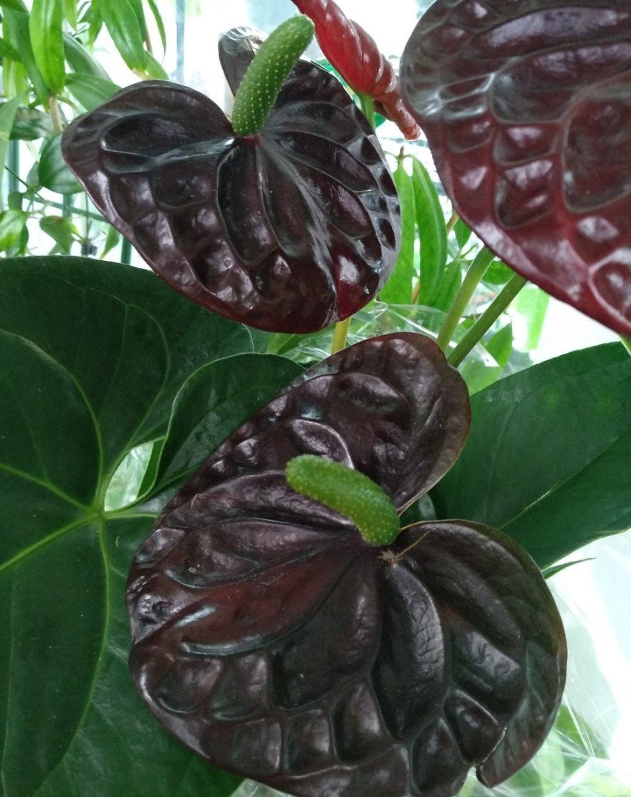 Антуриум Блэк Квин цветение