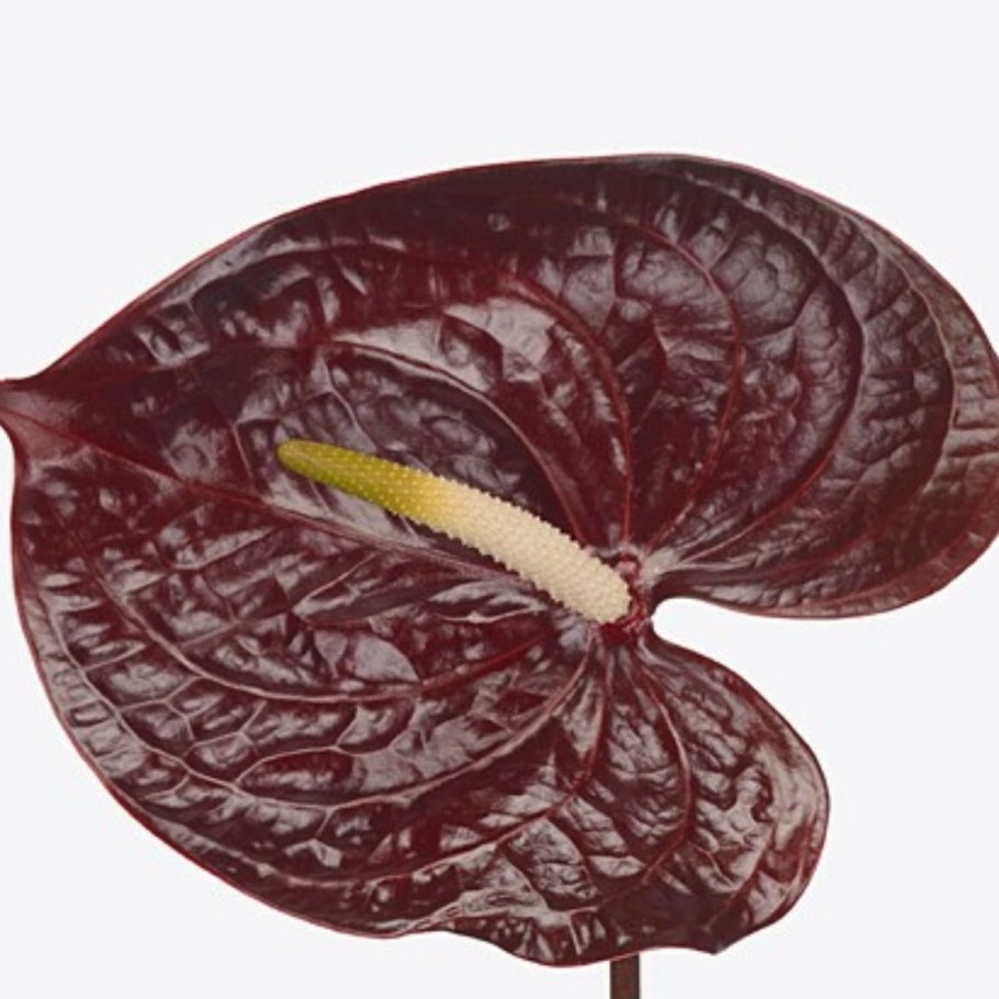 Антуриум Блэк принц