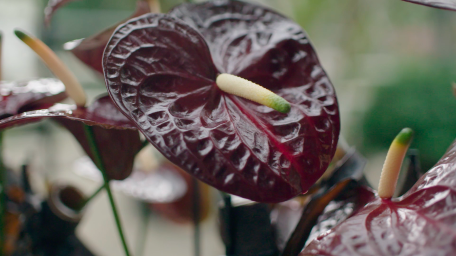 Антуриум спирит