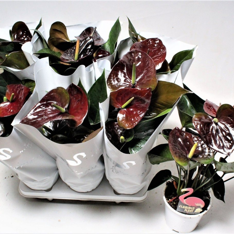 Антуриум Фламинго Блэк
