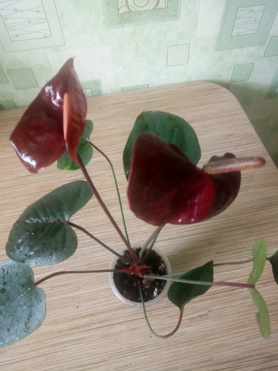 Антуриум Блэк Бьюти